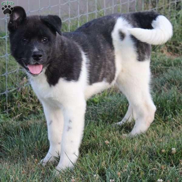 Bill, Akita Puppy